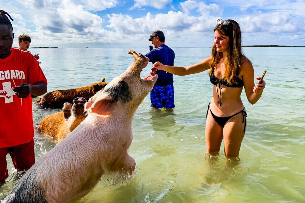 Entdecken Sie Pig Island & Five Island VIP – Schnellboot